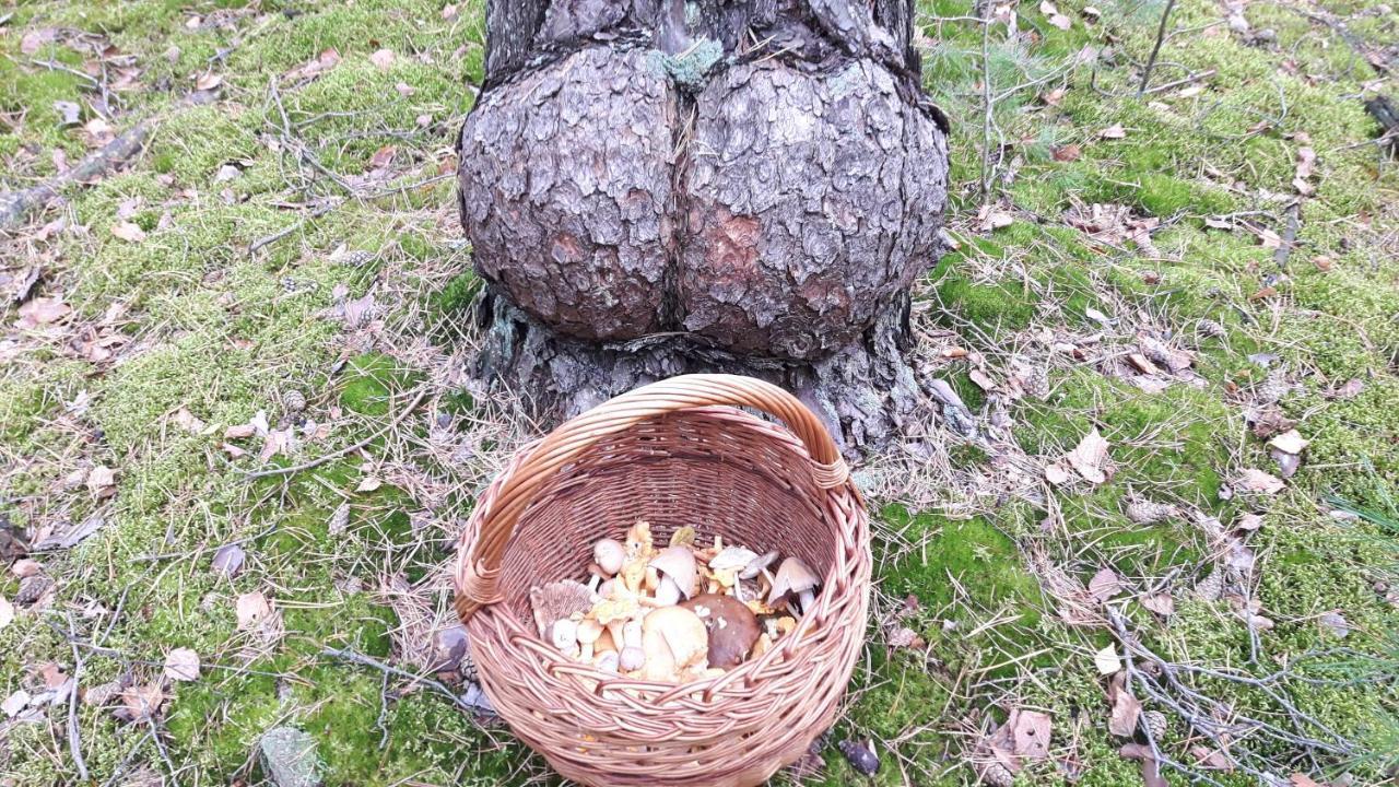 Bakusiowy Zakatek Apartamento Lipowo Kurkowskie Exterior foto